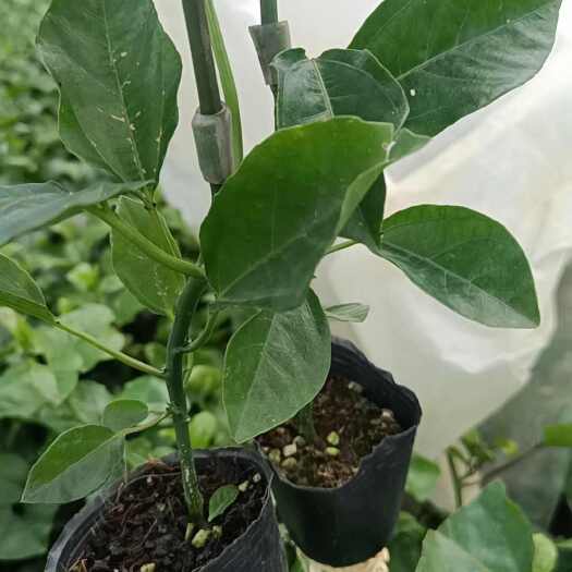 灵山县黄金百香果嫁接苗，大量有货，欢迎来电详谈