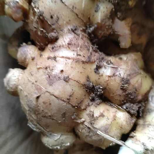 大肉姜