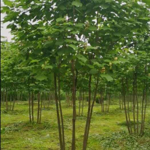 砀山县青桐