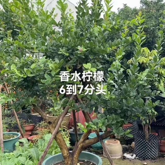 藤县8公分广东香水柠檬盘栽树8年老树当季挂果实现香水柠自给自足！