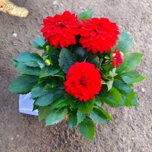 小丽花，小丽花穴盘苗，双色盆小丽花