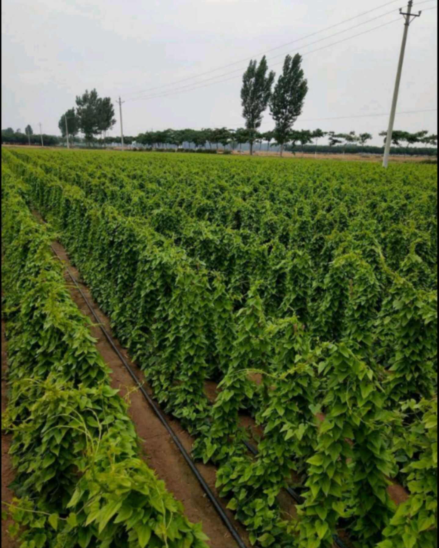 山药
