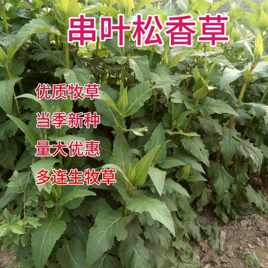 批 发牧草种子串叶松香草种子 牧草种子 牲畜食用 松香草种子