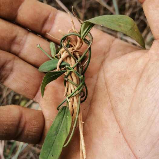 景东县云南满山香全棵可种植不分大小