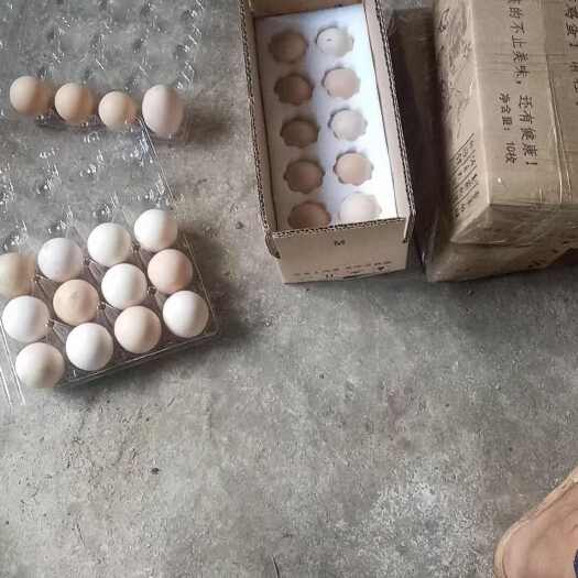 凯里市越南斗鸡种蛋