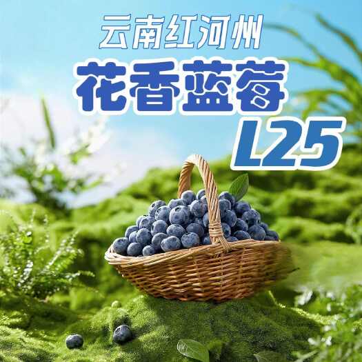 广州顺丰空运包邮~云南L25号蓝莓，花香甜蓝莓