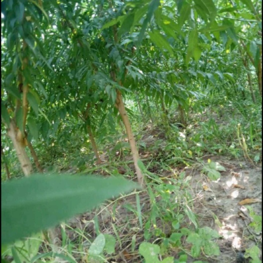 枞阳县山毛桃