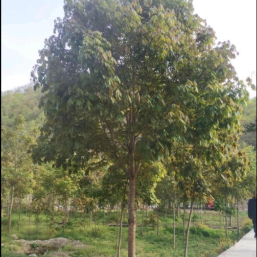枞阳县七叶树