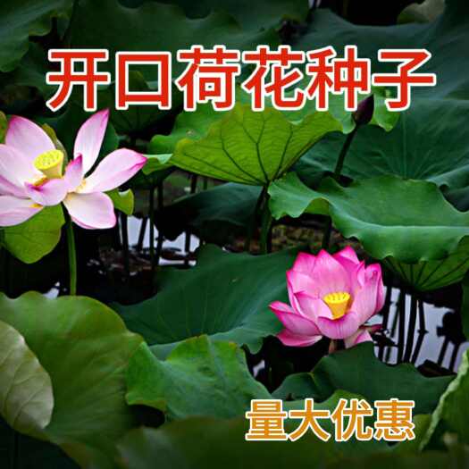 苏州莲子莲藕种子荷花种子食用大田池塘观赏莲藕种苗种子开口荷花种子