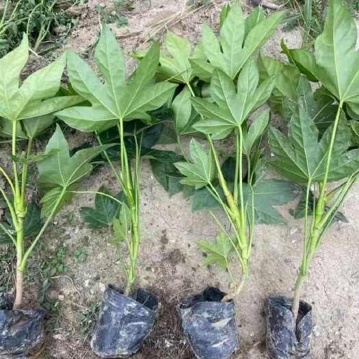 临沭县八角金盘