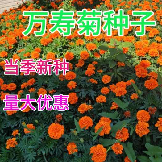万寿菊种子混色花种子四季易活可驱蚊菊花种籽庭院室外花卉种子