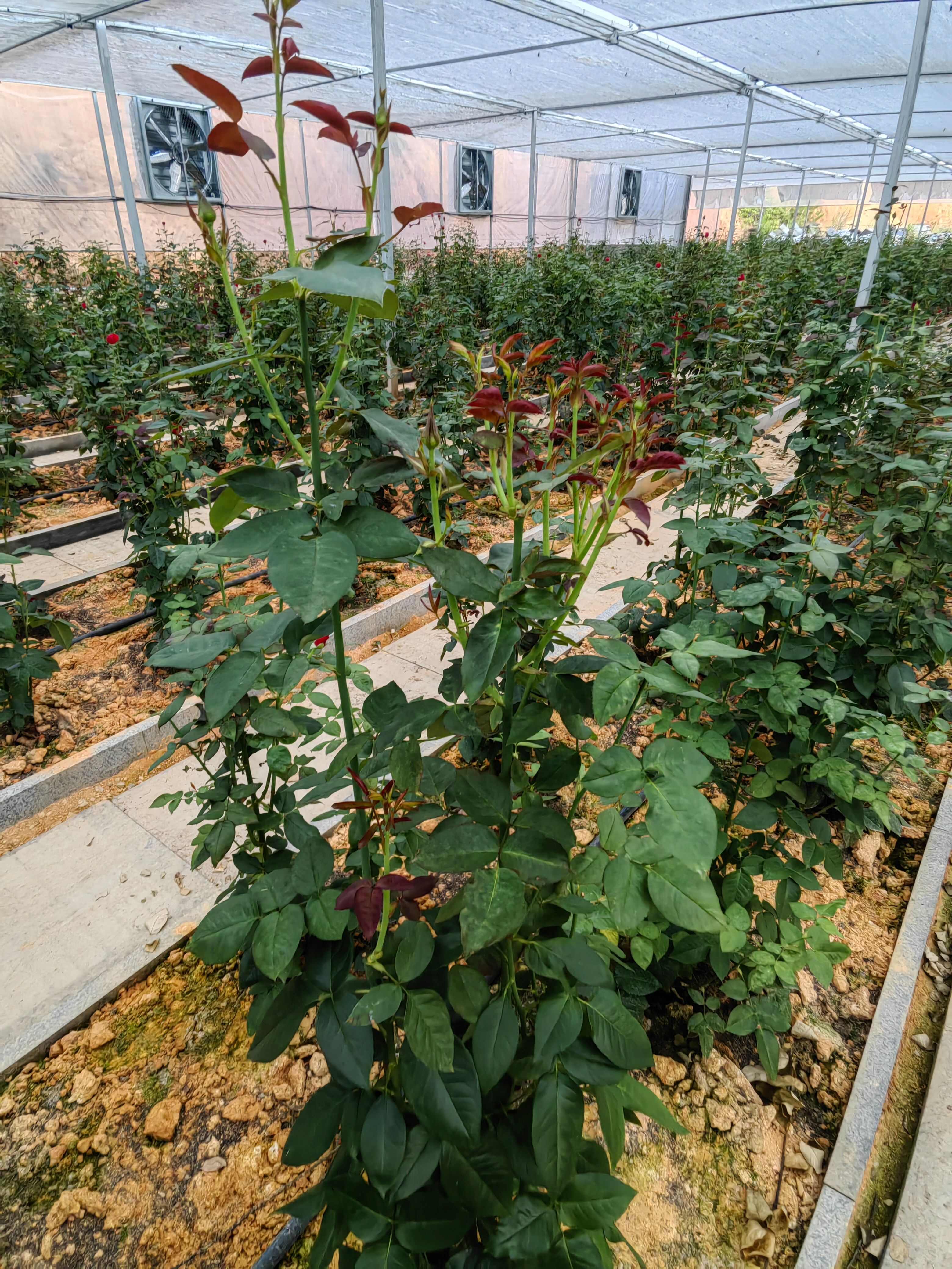 新品种重瓣无刺可食用玫瑰花，可以绿化打造花海。