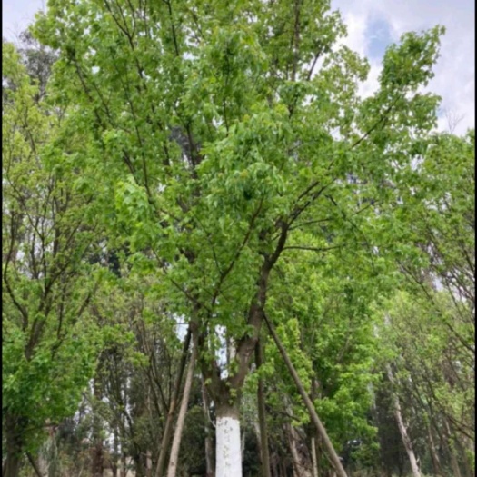 砀山县七叶树