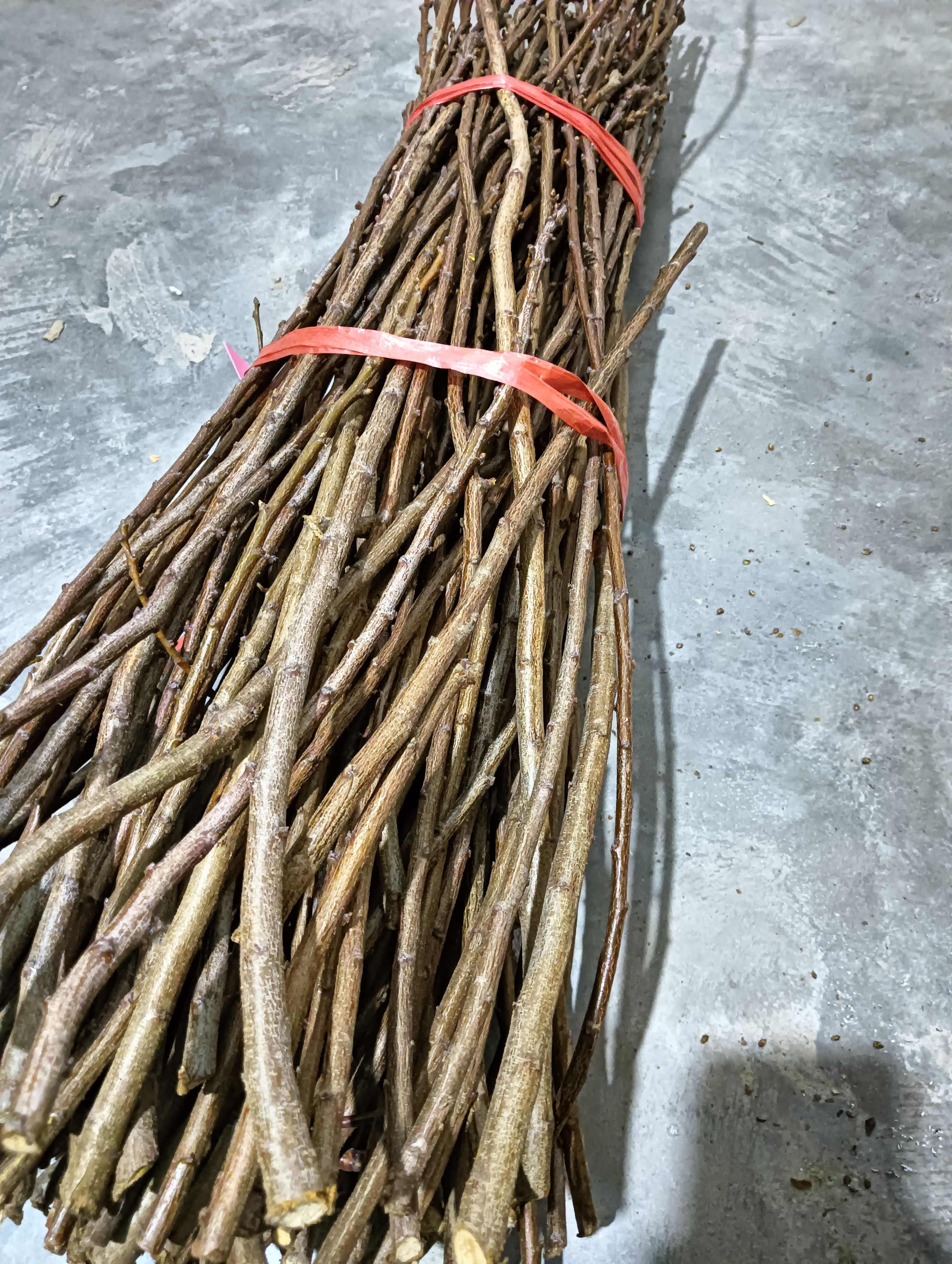 卡密脆优系李子苗，卡密斯香密李子苗优系，卡密斯升级版