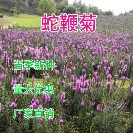 蛇鞭菊种子猫尾花麒麟菊舌根菊夏季开花耐寒花园盆栽地栽花海打造