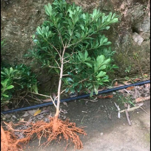 桂林杨梅树苗
