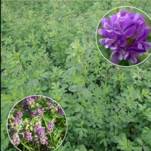 紫花苜蓿