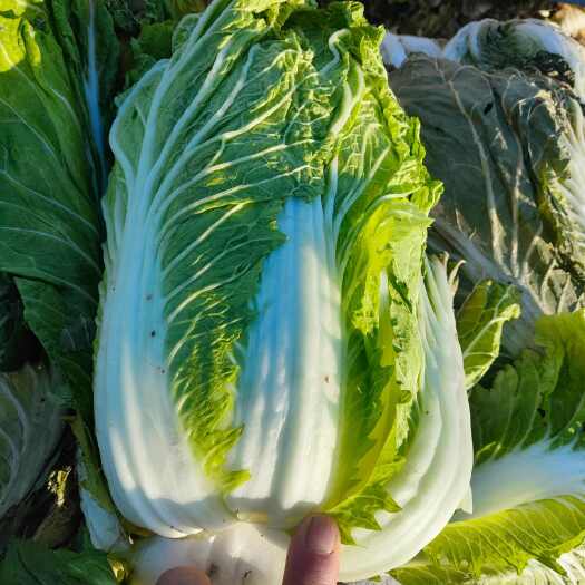 丰县黄心白菜