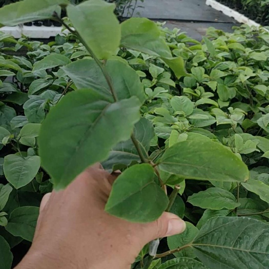 化州市黄百香果嫁接苗
