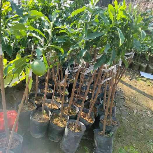 灵山县黄晶果树苗一手精品货源全国发货