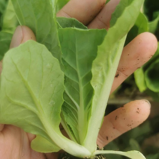 昆明小白菜苗，常年供应，货量充足，运输快，品质有保障