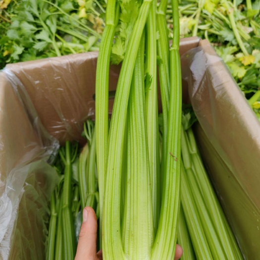 永宁县宁夏西芹