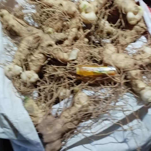 蓬安县鸡头黄精鲜品，三年以上品质保证