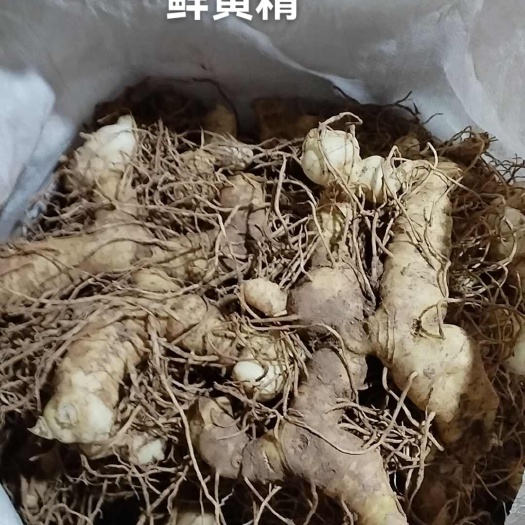 蓬安县鲜品鸡头黄精.，现批发