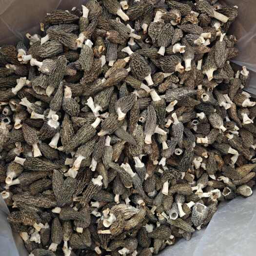 羊肚菌全干货4-7 头茬新货 一手货源 批发零售
