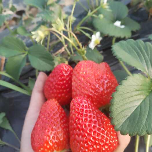 宜昌自家种植红颜草莓