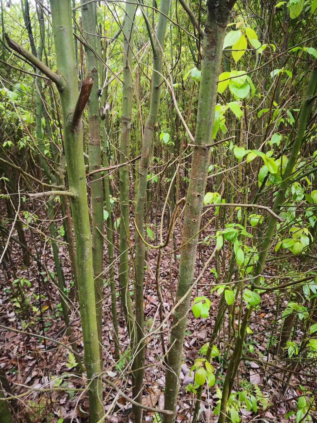 樟树苗大樟树小樟树