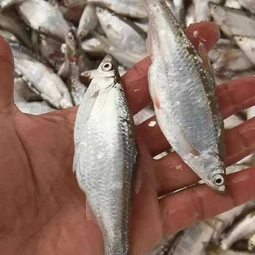 陆丰市白条鱼（白肖鱼 蓝刀）。