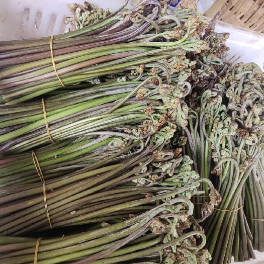 重庆市厥菜
