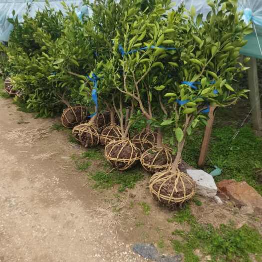 玉环市由良蜜橘大苗，3-5公分粗，移栽苗带土球发货，