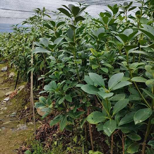 藤县八角嫁接苗