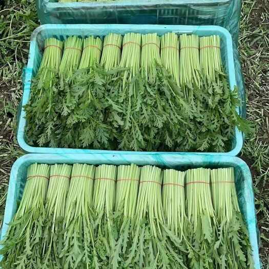 南通精品茼蒿
