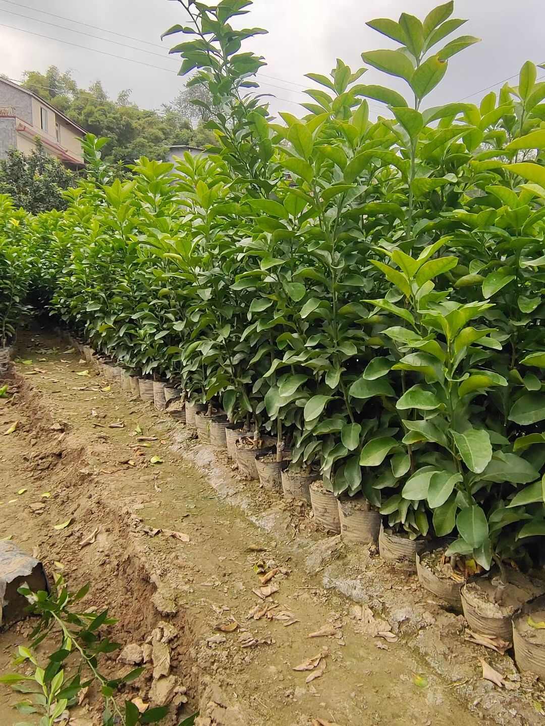 紐荷爾臍橙苗 紐荷爾臍橙坐杯苗，地苗出售。