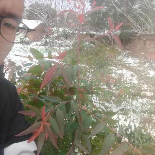 耒阳市耐寒桉树苗湘桉6号