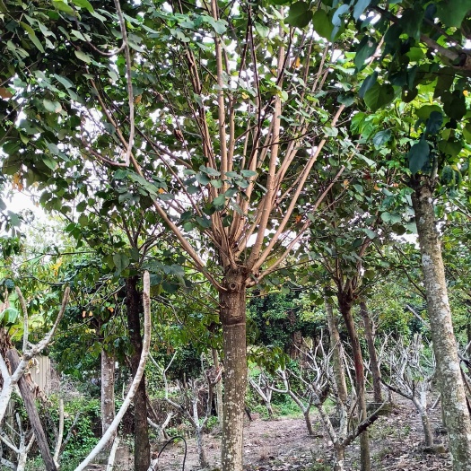 遂溪县黄槿