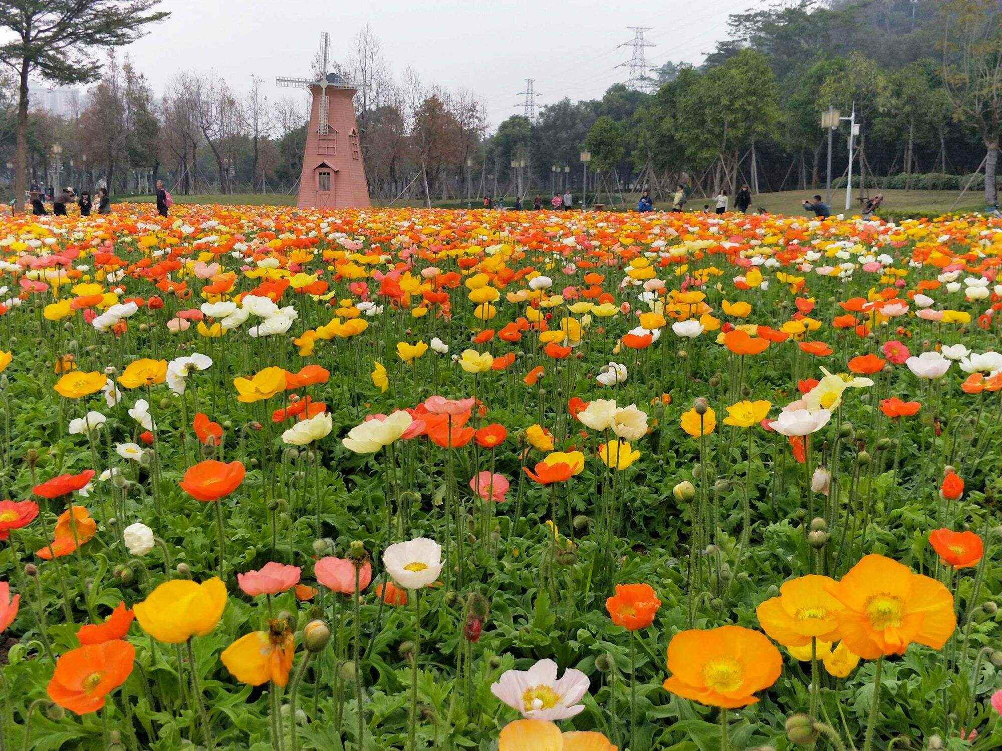 虞美人种子 满园春虞美人草丽春花四季庭院盆栽花卉绿花景观花卉