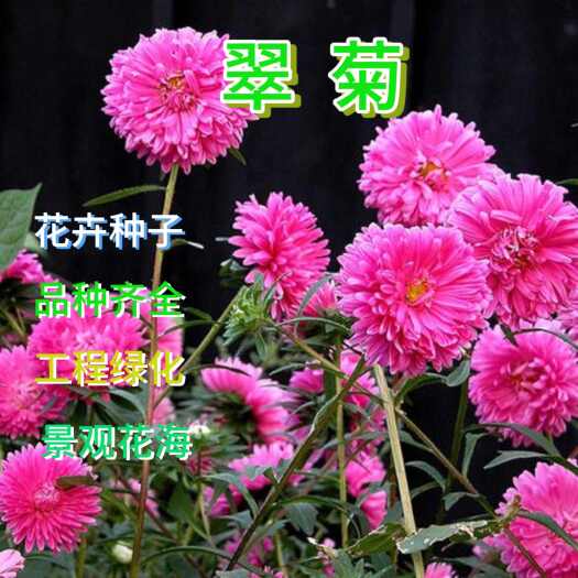 翠菊种子大花好养易活庭院盆栽四季开花景观绿化打造花海公园花卉
