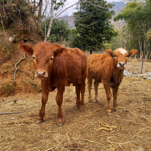 岳西县山区小黄牛