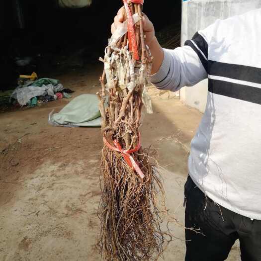泰安葡萄苗批发 阳光玫瑰葡萄苗出售 葡萄苗品种齐全