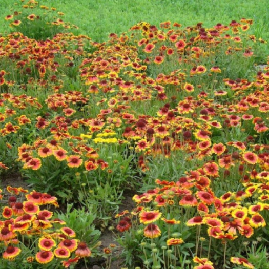 长沙天人菊
