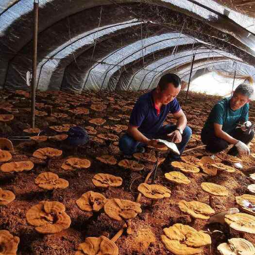 黎平县灵芝菌种，贵州优质品种！