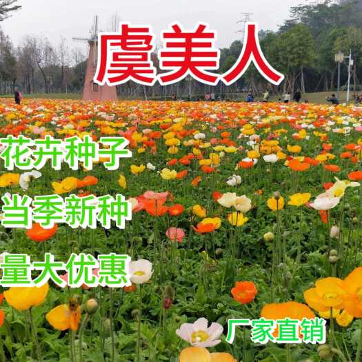 苏州虞美人种子 满园春虞美人草丽春花四季庭院盆栽花卉绿花景观花卉