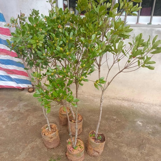 灵山县早熟红杨梅苗带果子发货杯苗带土带叶发货的