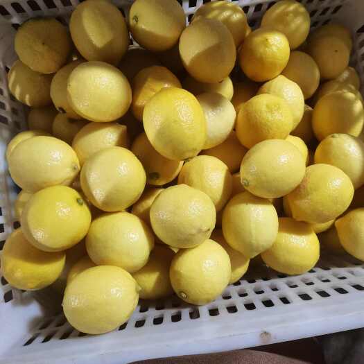 安岳县尤力克柠檬，安岳柠檬黄小果，果品新鲜