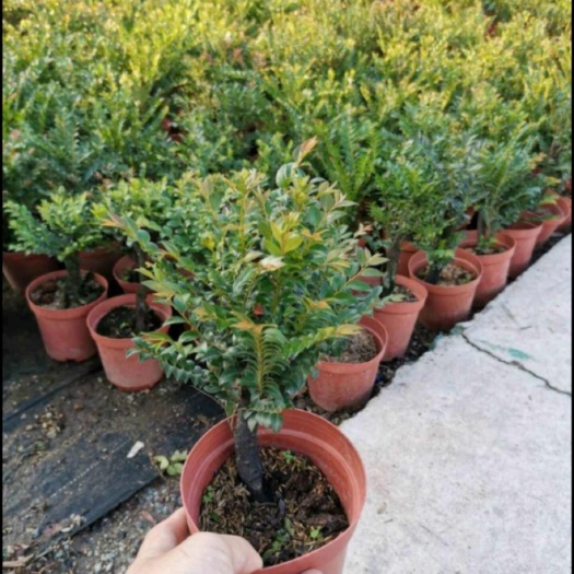 紫檀