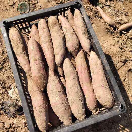 临猗县陕西大荔3两以上板栗红薯秦薯5号